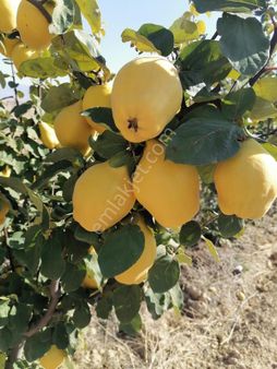 Çal Mahmutgazi Mh Satılık Ayva Bahçesi