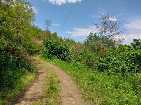 Yalıköy Karşıyaka Mevkiinde Deniz Manzaralı Satılık Fındık Bahçesi