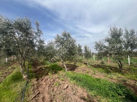 Kayalıoğlu Mah 2500 M2 Elektirk Sulu Zeytinlik (emin'den)