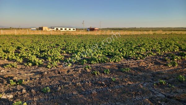 Ays Den Satılık Tarla