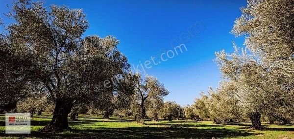 Rw Nefes' Ten Pelitköy' De İmara 500 M Resmi Yolu Olan Zeytinlik