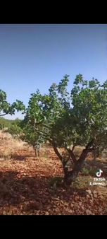 Akyol Gayrimenkul Den Satlık Fıstık Tarlası Akcaburcda