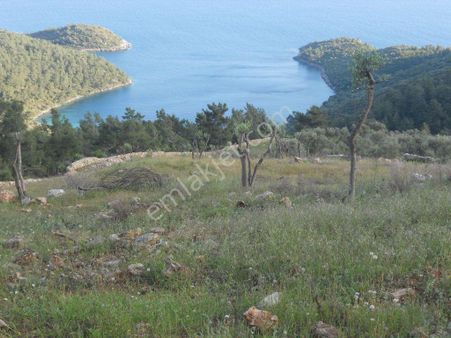 Bodrum Mazı Köy Ü Yakınlarında Ful Deniz Ve Doğa Manzaralı İmarsız Arazi Satılık