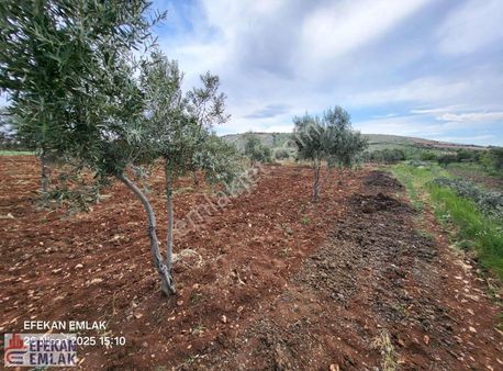 Gaziantep Şahinbey Ozanlı Satılık Bahçe