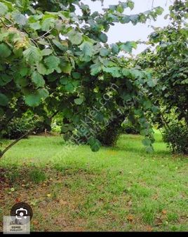 Yarıca Köyünde 9500m2 Yatırımlık Fındıklık