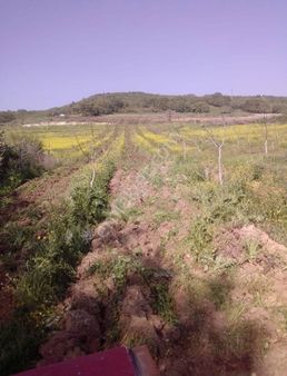 İzmir İstanbul Yolu Üzerinde Satılık Ceviz & Zeytin Çiftliği