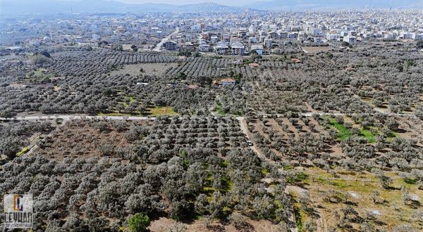 Efendi Mahallesinde Satılık Tarla