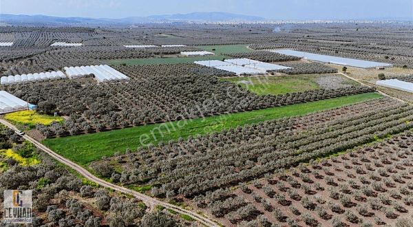 Karasonya'da Satılık Zeytinli Tarla
