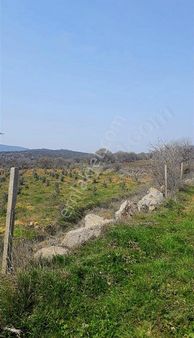 !!!!! Tek Tapu Satılık Zeytinlik !!!!!