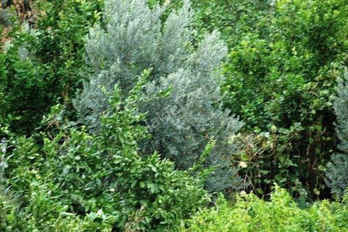 Söke Yeşilköy 'de Satılık 6 Dönüm Hisseli Zeytinlik