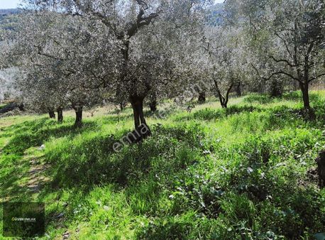 İznik Güven Emlaktan Satılık Göl Manzaralı Zeytinlik.