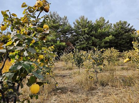 Kuşadası Çınar Yolunda Yola Cepheli 15 Dönüm Arazi Çiftlik Evi