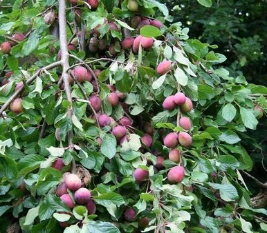 Kocadere Güzelköy Arası 2 Dönüm Erik Ve Zeytin Bahçesi