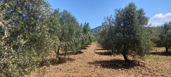 Akhisar Hasköy De Satılık 3.000 M2 Trile Zeytinlik 1.300.000 Tl