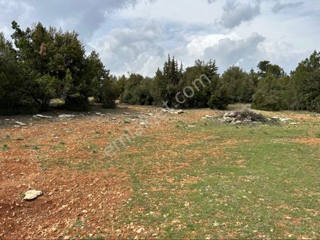 Güzeloluk Yolunda Avgadıya 5 Dk Mesafede 4300 M2 Yer