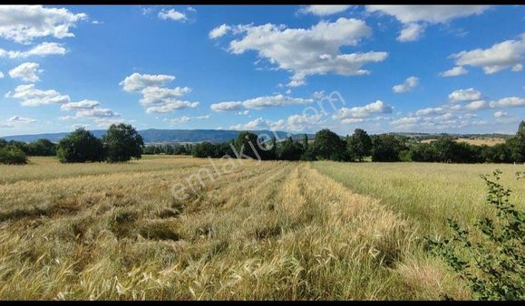 Milyarder'den Satılık Tarla Bilecik, Pazaryeri, Fıranlar Köyü