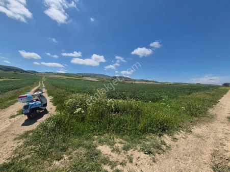 Erkan Anbar Dan Satılık Tarla Suluova Kanatpınar Köyü