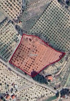 Tekkeköy'de Asfalt Kenarı Zeytin Bahçesi