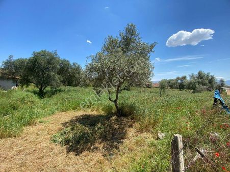 İzmir Kiraz Hisar Mahallesi'nde Satılık Tarla