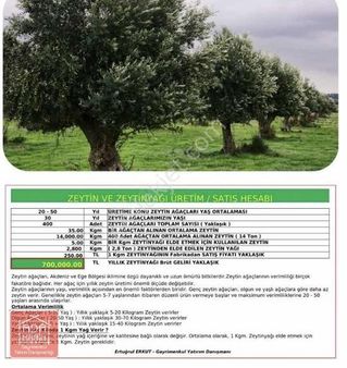 İzmir Bayındır Yusuflu Köyü 10660m2 Satılık Zeytinlik