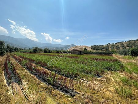 Ödemiş Bademli'de İçerisinde Kerpiç Ev Olan İncir Bahçesi