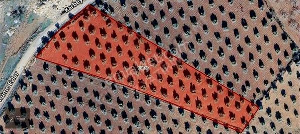 Z Yatırım'dan Satılık 100 Yıllık Zeytin Ağaçları Asfalt Üzeri