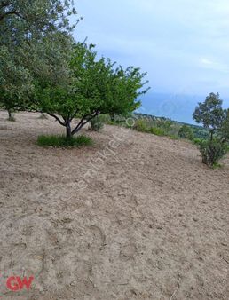 Gw Elite- Şarköy Çınarlı Da Deniz Manzaralı 1164 M2 Zeytinlik