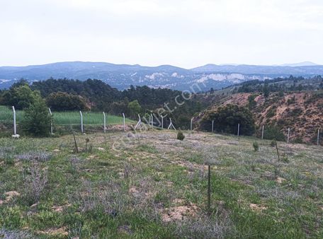 Denizli Acıpayam Kelekçi Güney'de Satılık Ceviz Zeytin Bahçesi