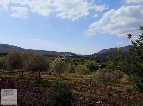 Satılık Hobı Ve Yatırımlık Zeytın Bahçesi