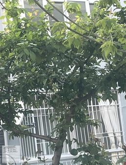 Saruhanlı Hacırahmanlı Arası Yola Yakın Bağ