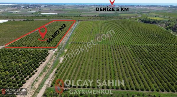Serik Karadayı Bölgesi Müstakil Tapulu 55667 M2 Portakal Bahçesi
