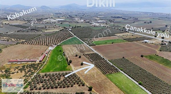 Dikili Kabakum'da Bakımlı, Verimli Satılık Zeytinlik
