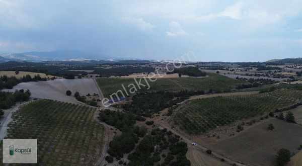 Hazır Bademlik / Manisa / 2.117 M² / Manisa / Selendi / Kurşunlu