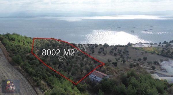 Bogaz Manzaralı Satılık Zeytinlik