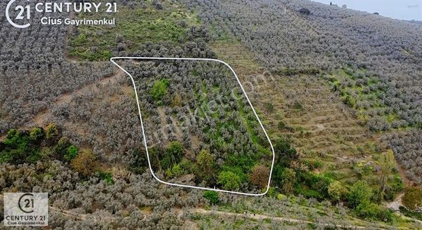 C21 Cius ; Küçük Kumla Mahallesinde 929 M2 Satılık Zeytinlik