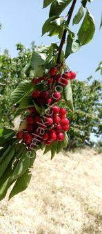 Karabağlar Peker Mah.de 136 M2 Arsa Satılık