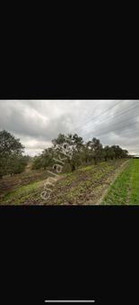 Bursa Mudanya Yörükyenicesi'nde Tek Tapu Satılık Tarla