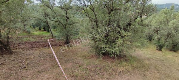 Bursa Gemlik Muratoba'da Satılık Zeytin Bahçesi