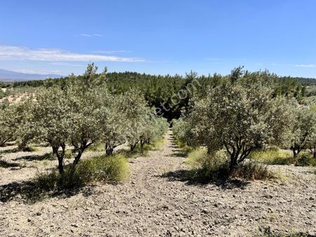 Manisa Gözlet De 5.800 M2 Zeytinlik , 140 Adet Trilye