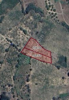 Çanakkale Bayramiç Serhat Köyünde Satılık İki Adet Bağ