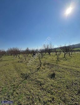 Deha' Dan İnegöl İsaören Satılık İmar Dibi Kupon Arazi