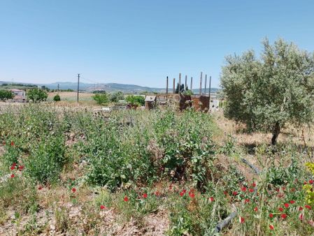 Uzun Emlak 'tan Üçpınar'da Asvalt Üzeri 18 Dönüm Zeytinlik