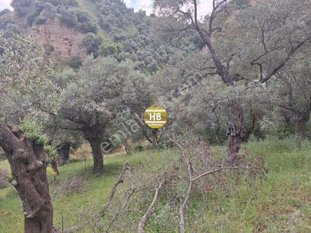 Hb'den Satılık Zeytinlik, Yılmazköy'de Muhteşem Konumda Yatırım Fırsatı 7550 M² 70 Anaç Ağaç