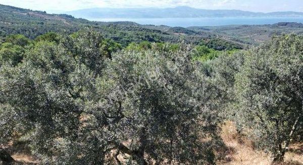 Çanakkale/biga'da Kelepir Göl Manzaralı Müstakil Tapulu Tarla