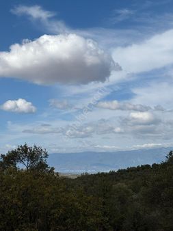 Balıkesir Burhaniye Bahadırlı'da Satılık Zeytinlik