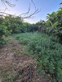 İmar Sınırında Satılık Bahçe