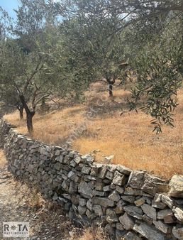 Altınoluk-kavlaklar-deniz Manzaralı-7 Dönüm Zeytinlik-rota