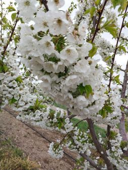 Denizli Honaz Hürriyet Mahallesi'nde Satılık Bahçe
