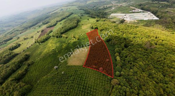Kandırta Çamkonakta 4 Dönüm Fındık Bahçesi