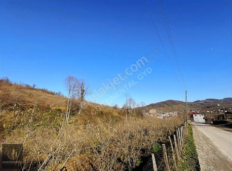 Samsun Salıpazarında Satılık Fındık Bahçesi